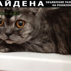 Фото: найдена кошка «Найден кот у меня на передержке Климовск» в г. Климовск